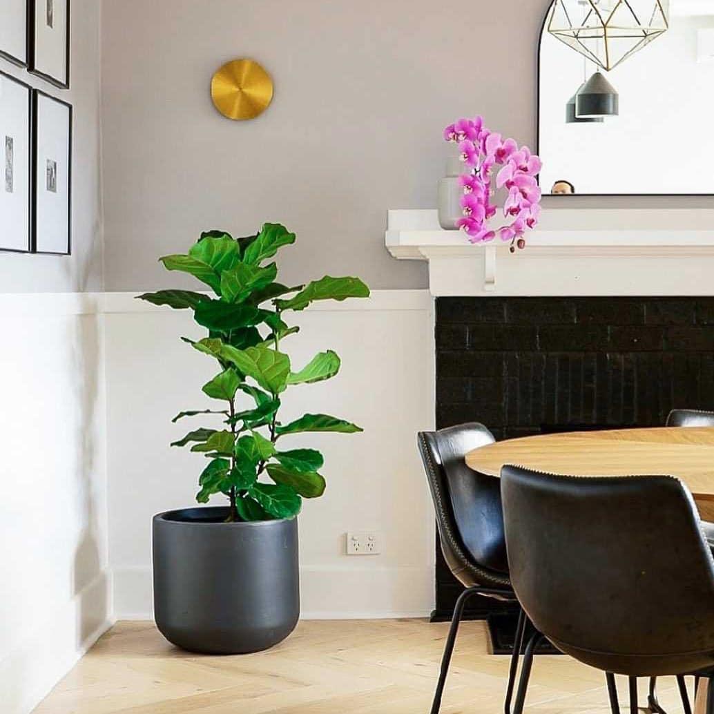 Gossa Sconce